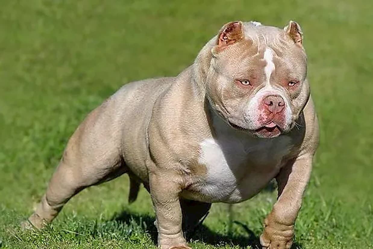 Conheça mais da raça American Bully "Valentão Americano"