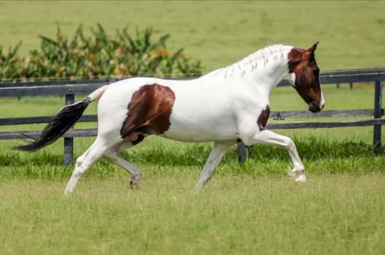 Cavalo Dan&uacute;bio do Kasongo Cr&eacute;ditos ABCCRM