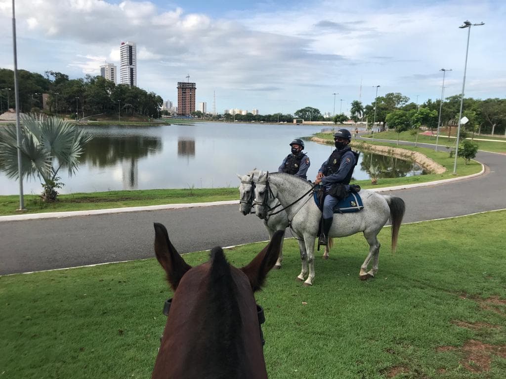 Cavalos policiais