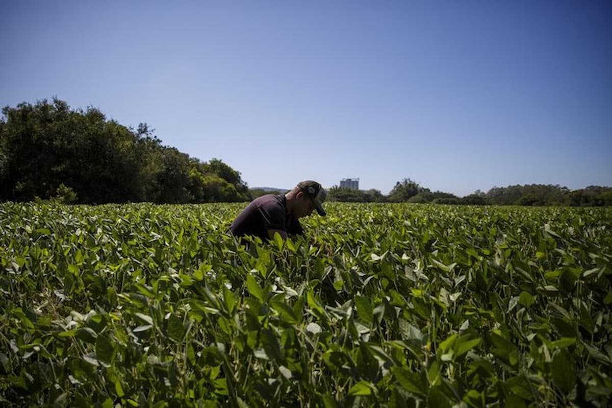 Plantar soja na capital &eacute; poss&iacute;vel