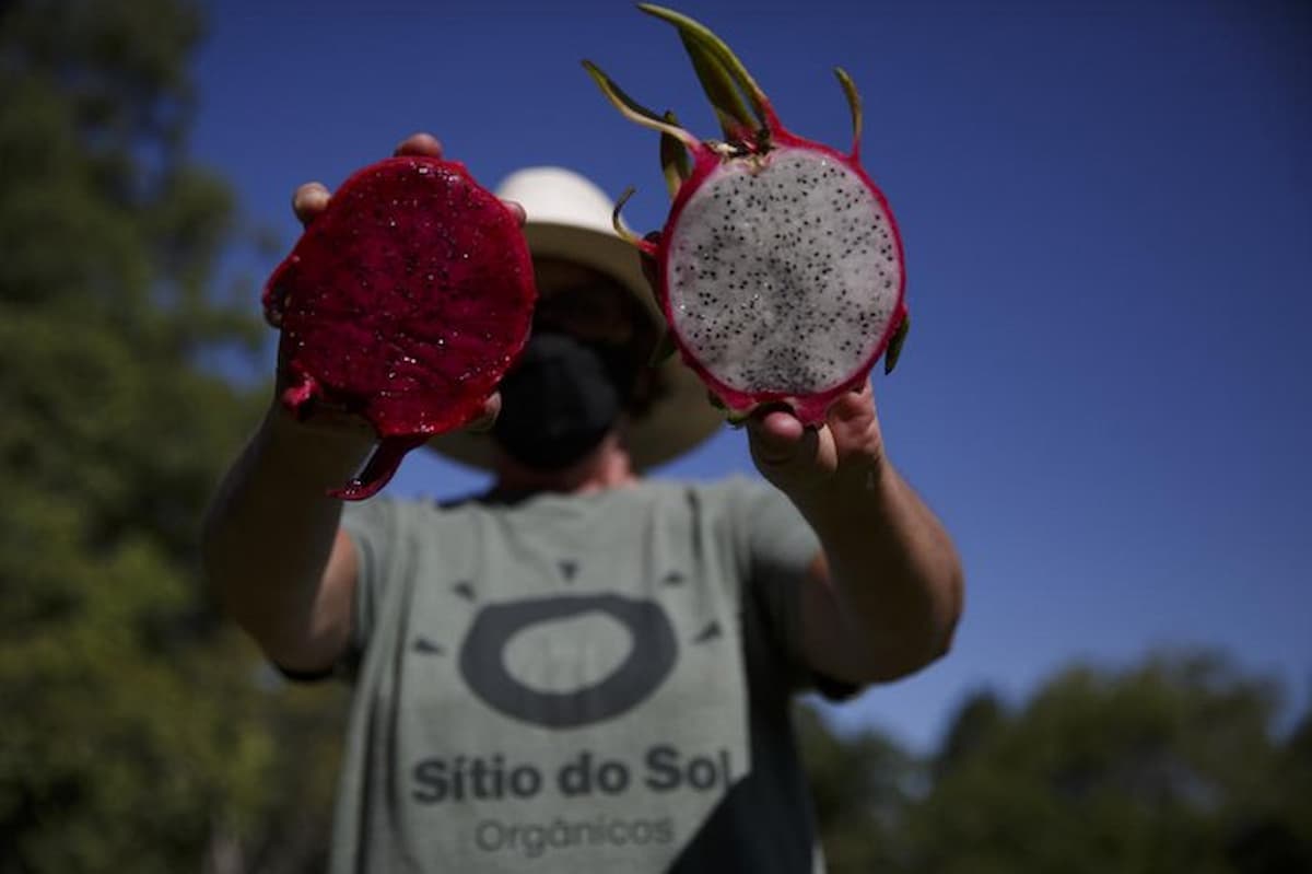 Plantar soja na capital &eacute; poss&iacute;vel