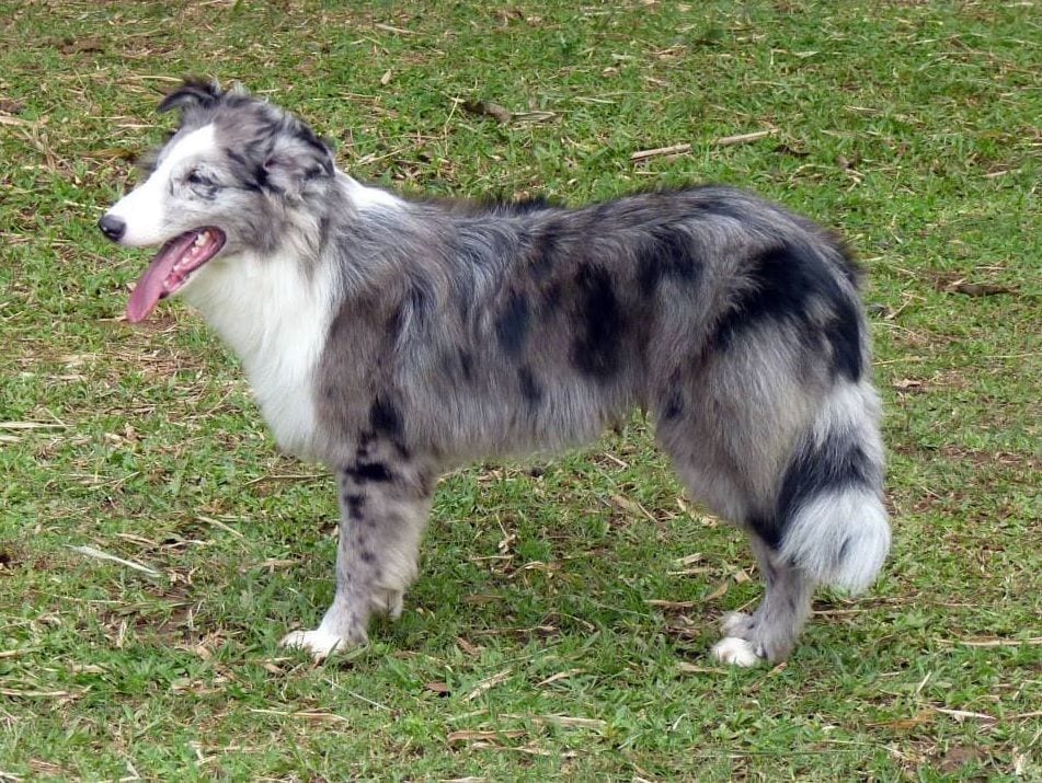 Ovelheiro Ga&uacute;cho