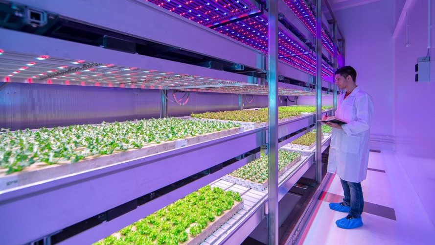 Mercado global de agricultura indoor deve chegar a US$ 75,3 bilh&otilde;es at&eacute; 2028