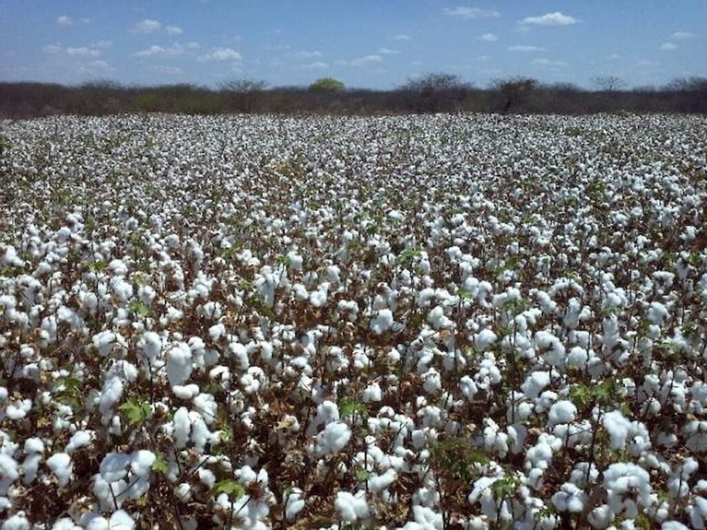 gr&atilde;os