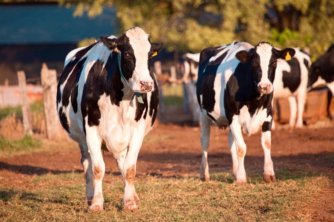 &oacute;leos essenciais vacas leiteiras