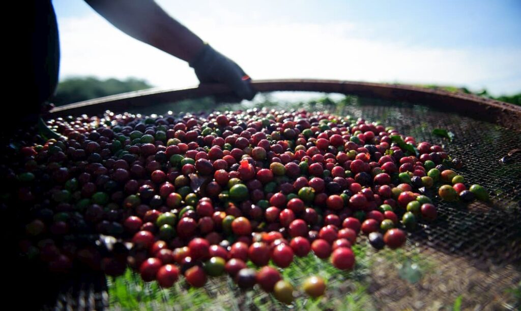 Ameaças climáticas e o avanço do bicho-mineiro podem causar até 70% de perdas nas lavouras de café
