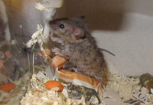 Conhe&ccedil;a 6 animais com a vida mais curta no mundo