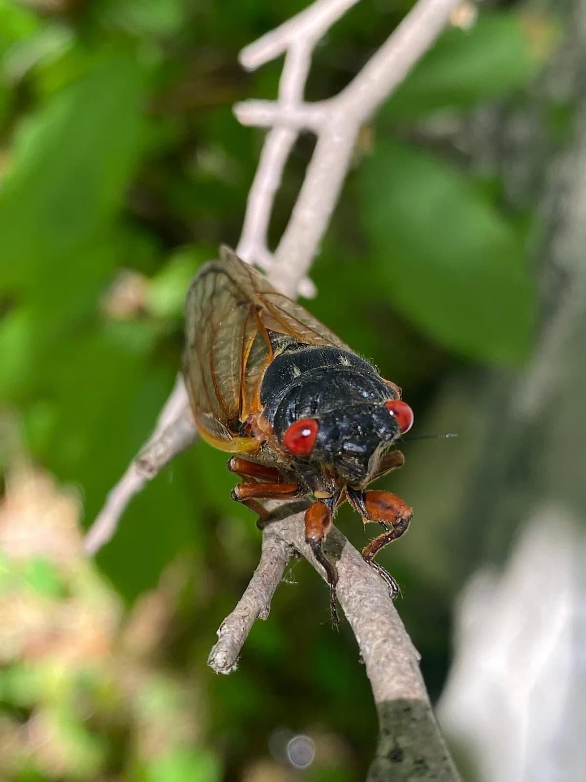 cigarras peri&oacute;dicas