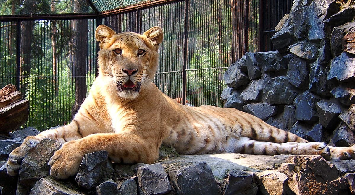 V&iacute;deo in&eacute;dito mostra felino gigante fruto de cruzamento entre Le&atilde;o e Tigre Siberiano