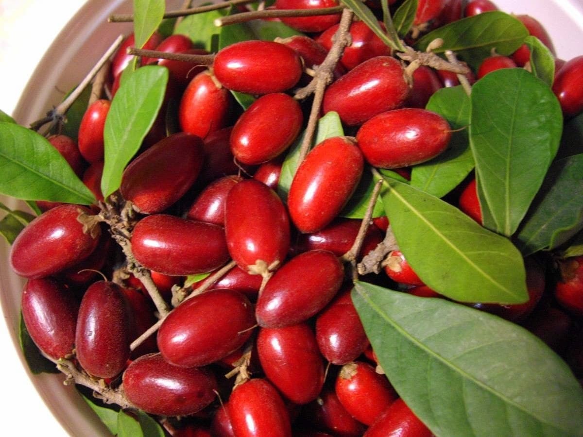 fruta do milagre