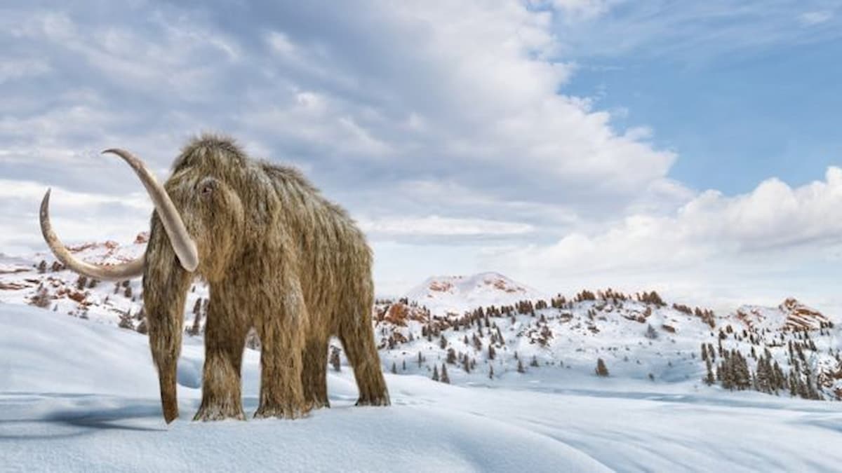 Cientistas querem ressuscitar mamute extinto para combater mudan&ccedil;as clim&aacute;ticas