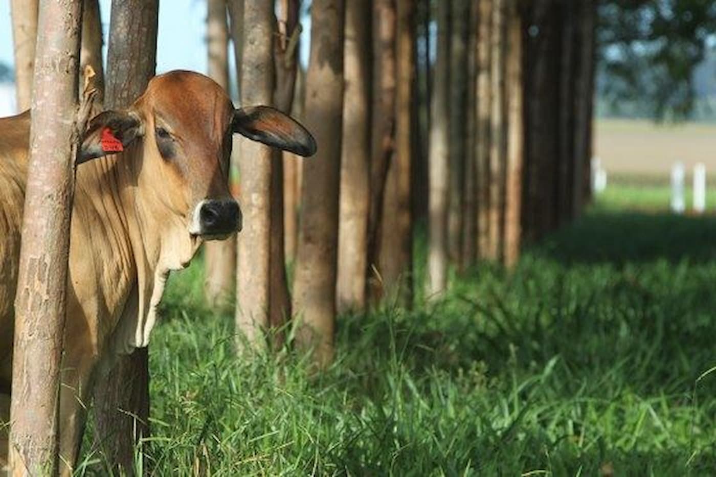sustentabilidade na agropecu&aacute;ria