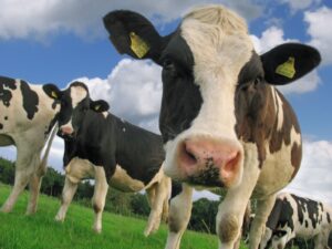 CDATA[
Confira a seguir como tratar cãibras nas vacas:
A subnutrição no rebanho pode ser uma das causas dessas cãibras em vacas. A luxação de patela nos bovinos, conhecida como “cãibras”, é comum nos rebanhos, com isso o AGRONEWS® separou algumas orientações para você amigo pecuarista poder ajudar seu rebanho, confira!
Sintomas
- Dor;
- Desconforto;
- Problemas no casco;
- Falta de apetite;
- Dificuldade de locomoção;
- Diminuição na produção de leite.
Siga-nos: Facebook | Instagram | Youtube
Prevenção
![cãibras