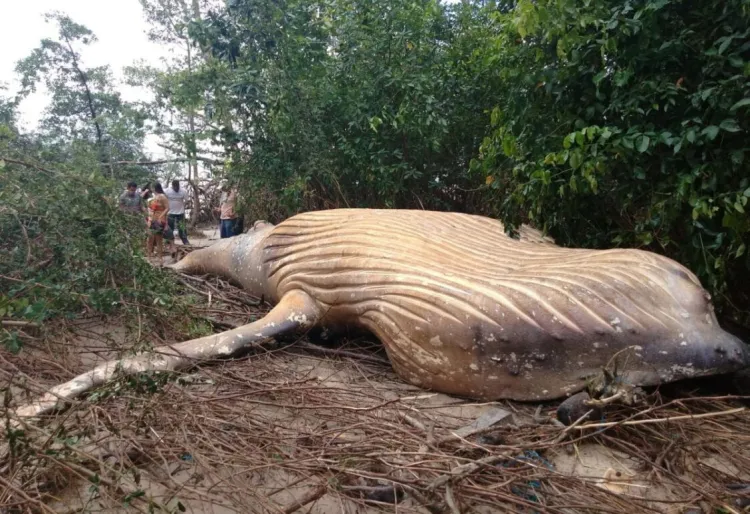 Baleia na Floresta Amazônica? Sim e cientistas ficaram chocados ao encontrá-la