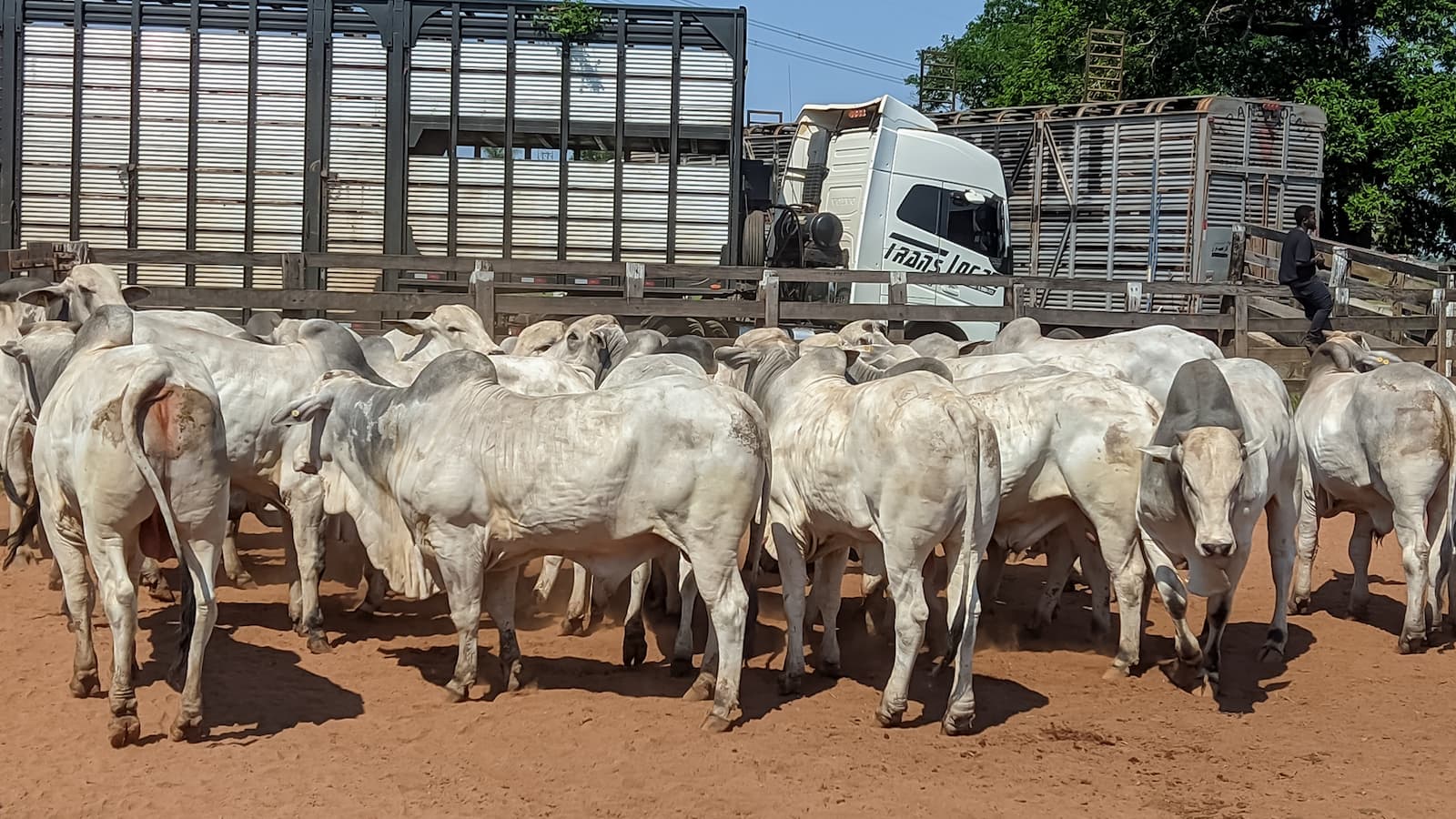 Boi gordo: exportações aquecidas e oferta ajustada sustentam preços