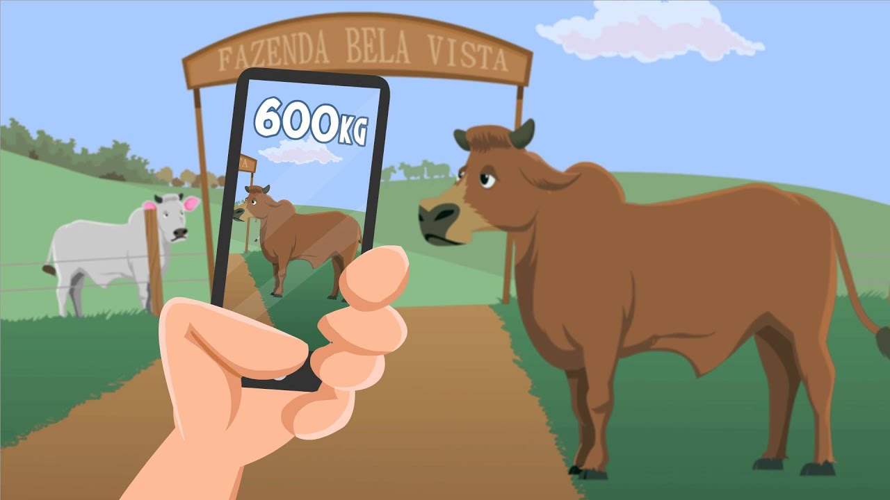 Como calcular arroba do boi corretamente