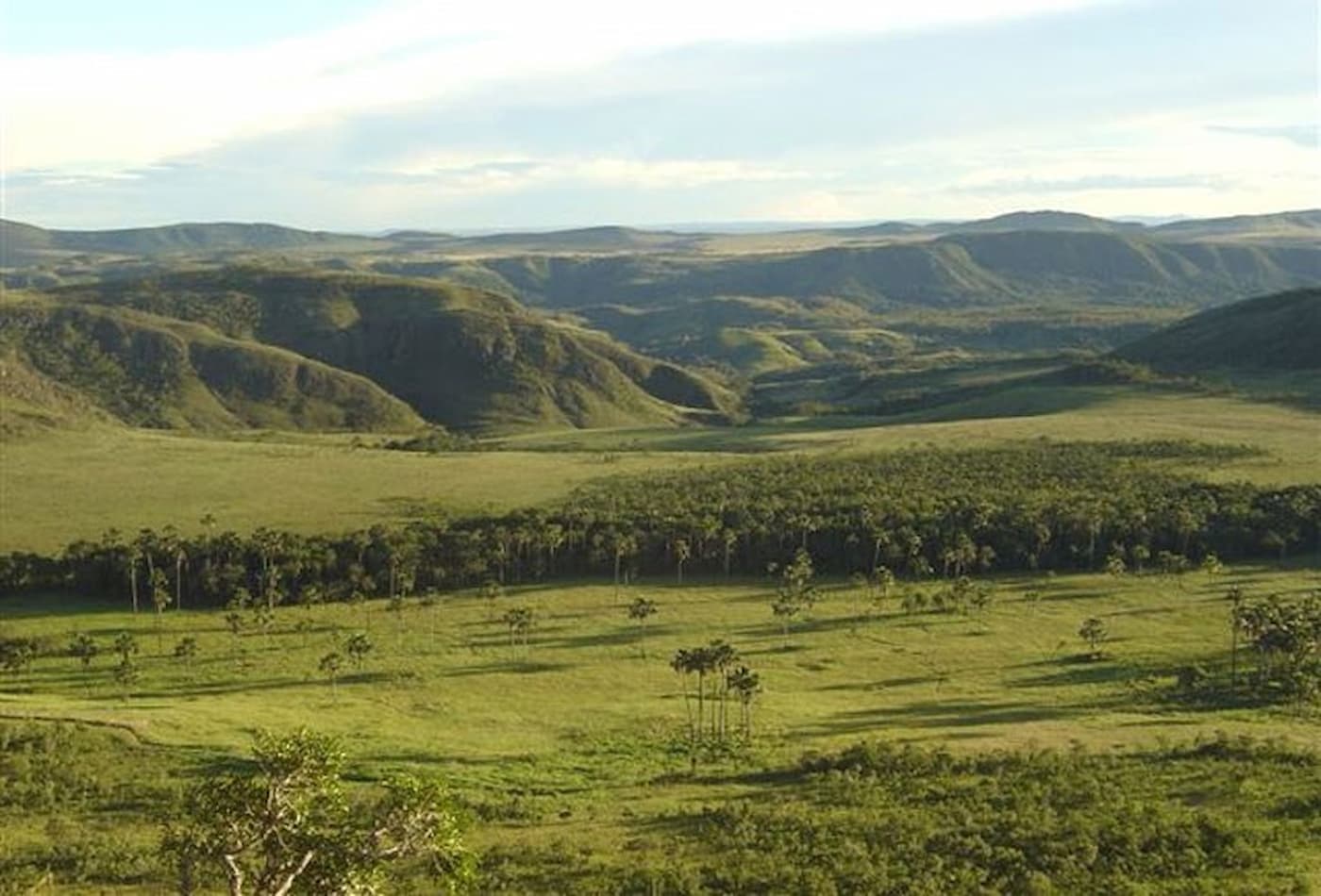 paisagem do bioma Cerrado vegetação nativa