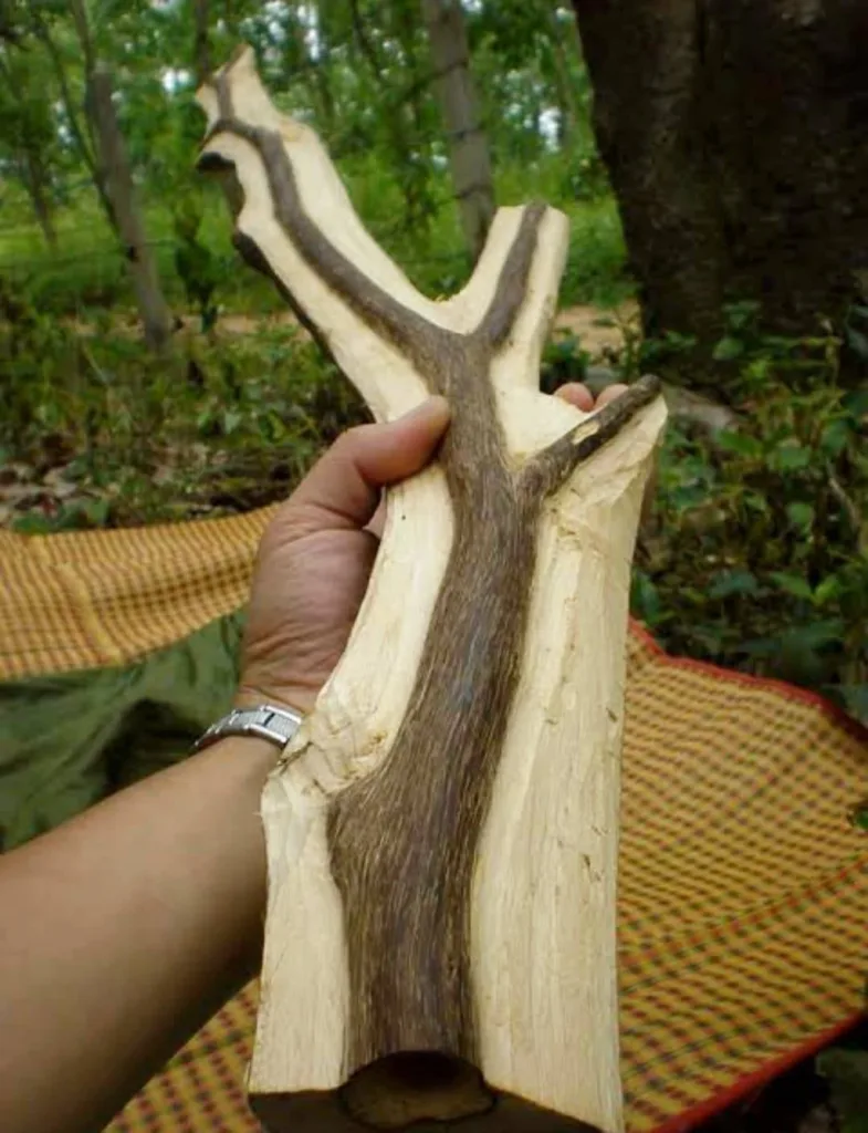 Agarwood
