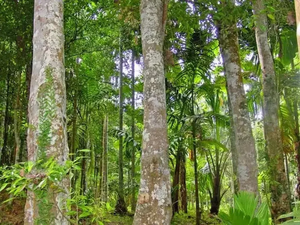 Aquilaria Malaccensis Agarwood
