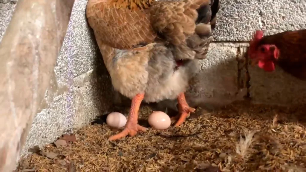 Produza Brotos De Milho Para Engordar Galinhas E Aumentar ProduÇÃo De Ovos 8