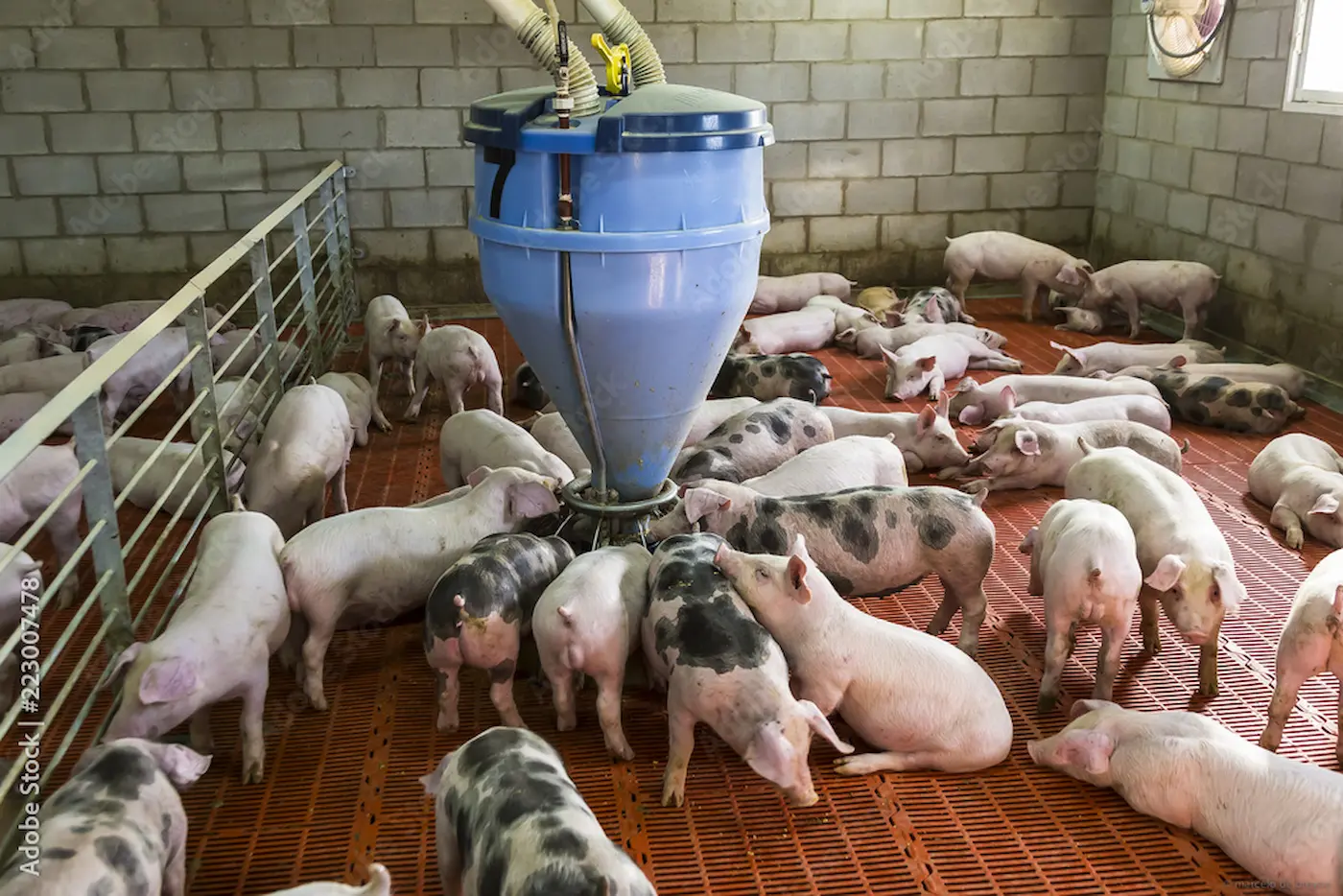 Suinocultura em 2026: alta produção pode frear preços no fim do ano