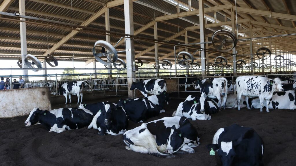 Como produzir 100 mil litros de leite por dia Visitamos uma fazenda que faz isso