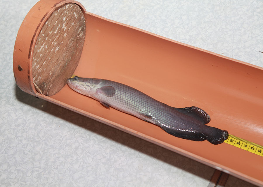 Capsulasalhopirarucu Alevino Metrica
