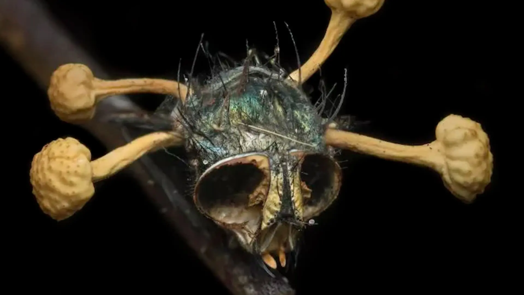 Tarântula 'zumbi' é encontrada na Amazônia; The Last of Us na vida real