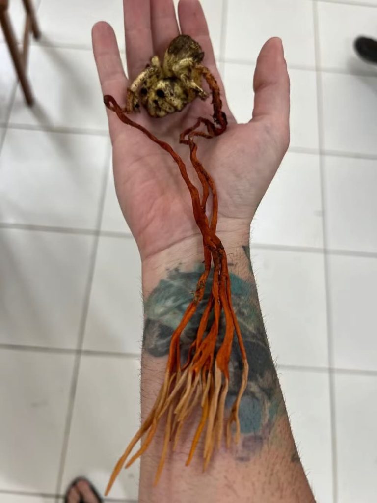Tarântula 'zumbi' é encontrada na Amazônia; The Last of Us na vida real