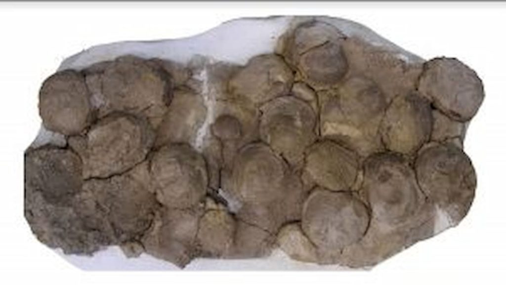 ovos de dinossauro