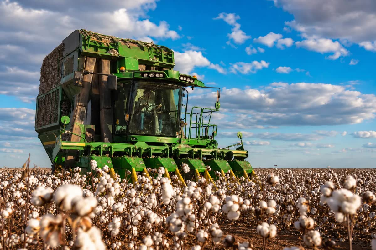 Colheitadeira de algodão em lavoura no Mato Grosso durante safra recorde de exportações