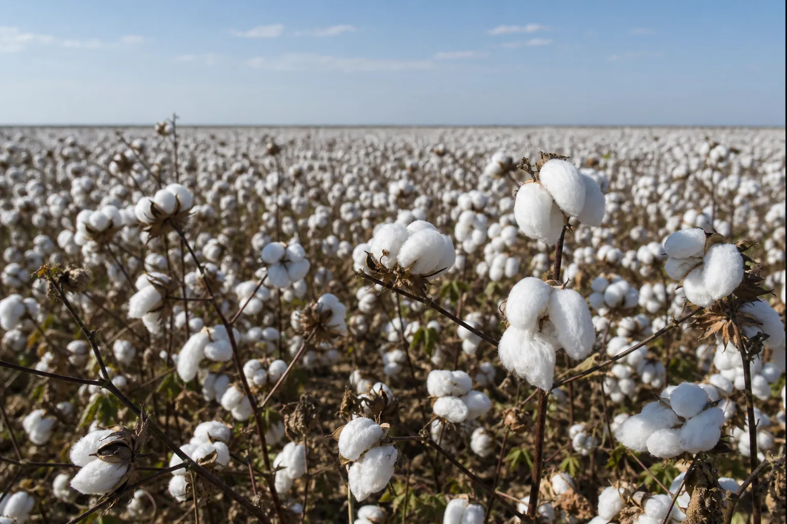 plantacao de algodao capulhos abertos colheita fibra mercado agricola