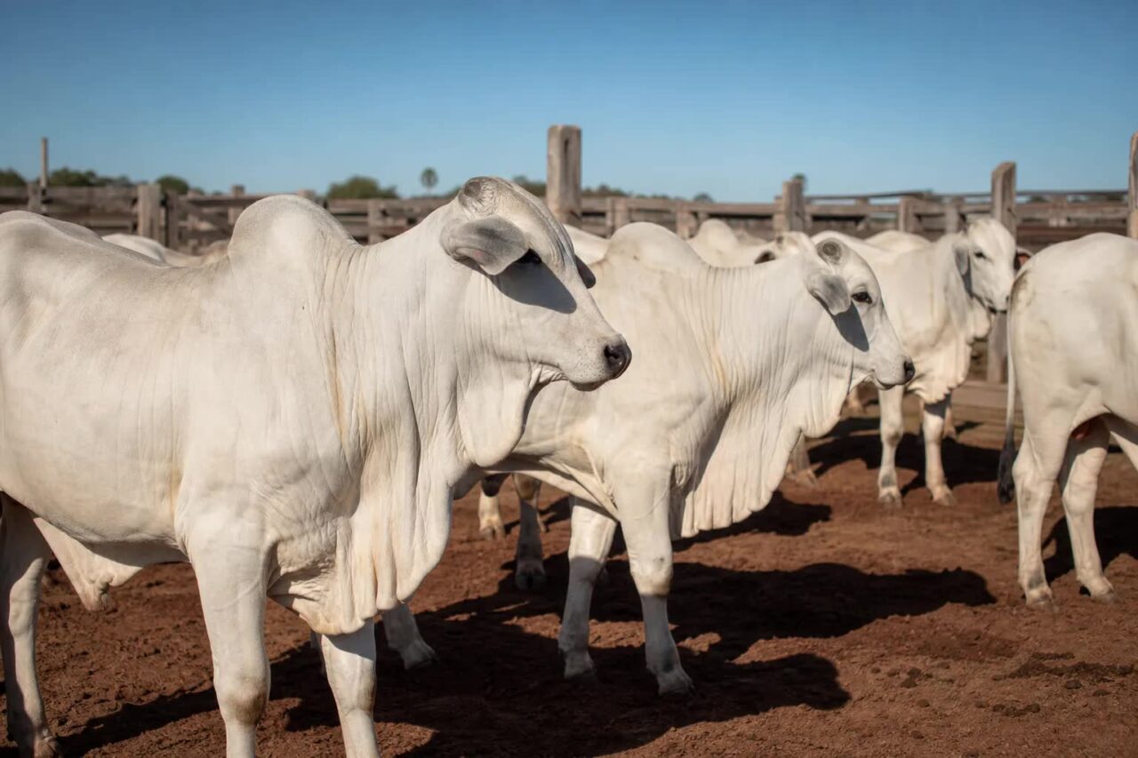Boi gordo em Mato Grosso mercado firme junho 2026