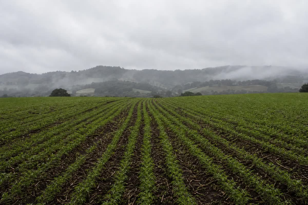 Frente fria muda o tempo e exige atenção do produtor