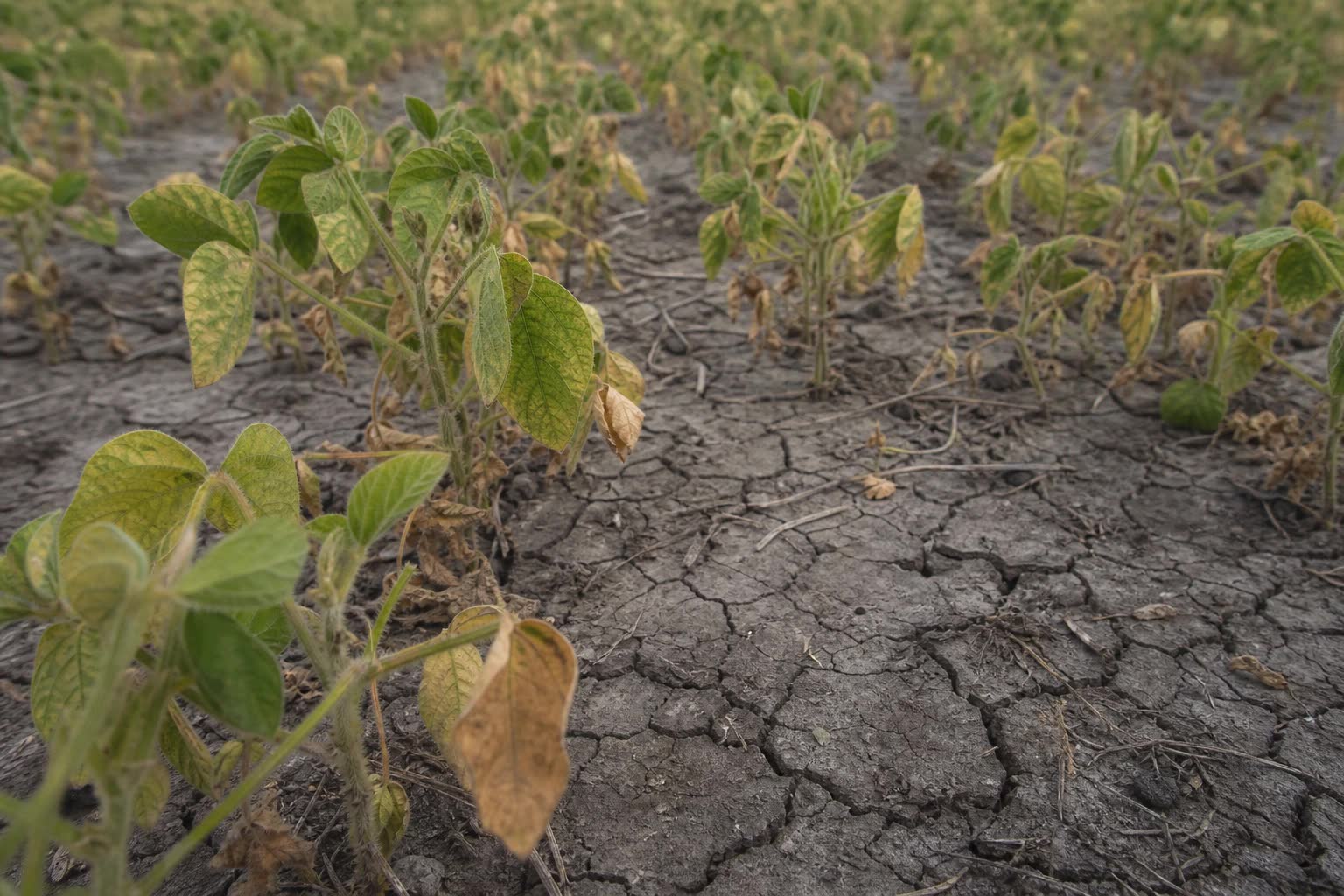 Produtor observa lavoura sob risco climático em área agrícola