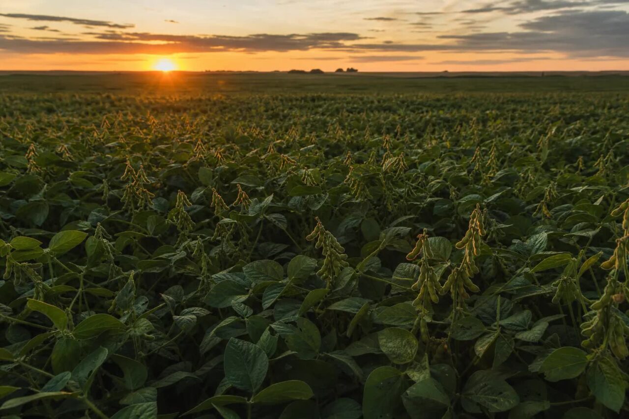 Lavoura de soja em Mato Grosso ao entardecer sob céu parcialmente nublado