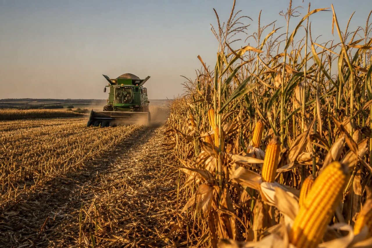 Colheita de milho safrinha em Mato Grosso avança em meio a demanda interestadual