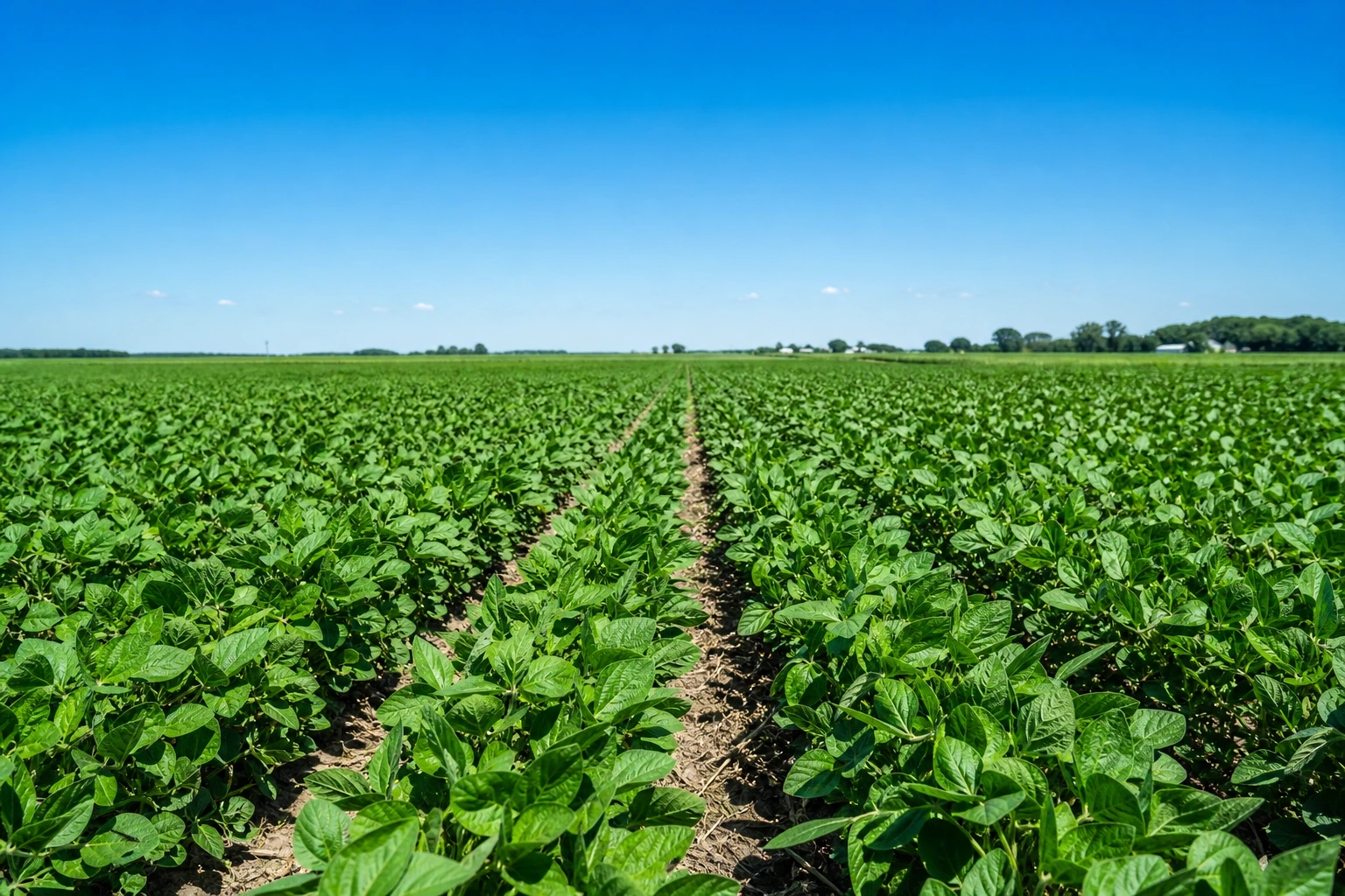 Lavoura de soja em desenvolvimento sob clima favorável