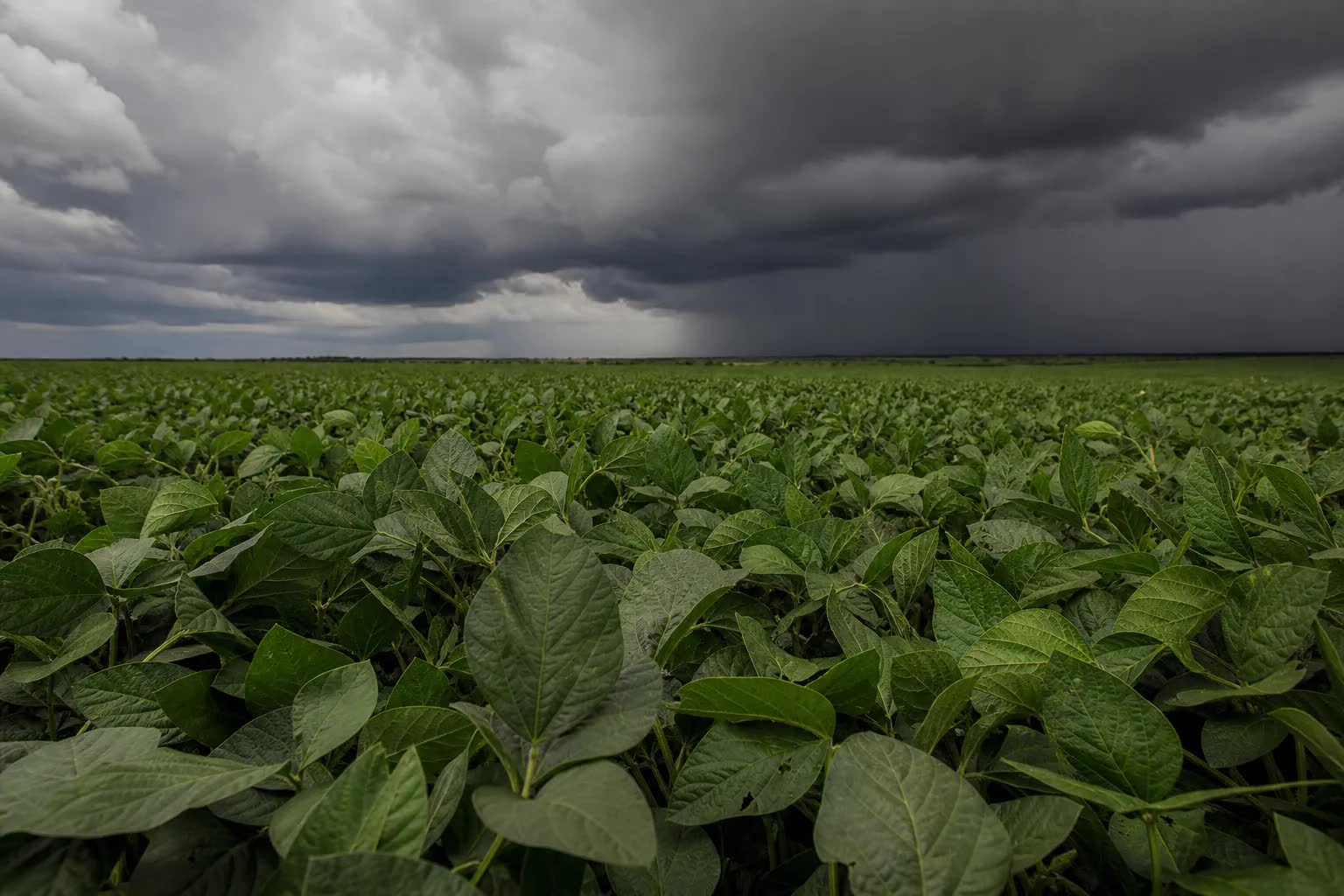 Super El Niño 2026 acende alerta para a safra em Mato Grosso