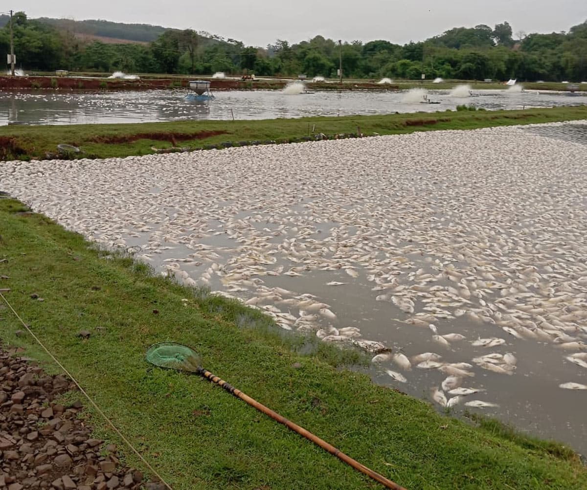 Apagão mata 450 mil peixes no Paraná e deixa prejuízo de R$ 2,5 milhões em piscicultura