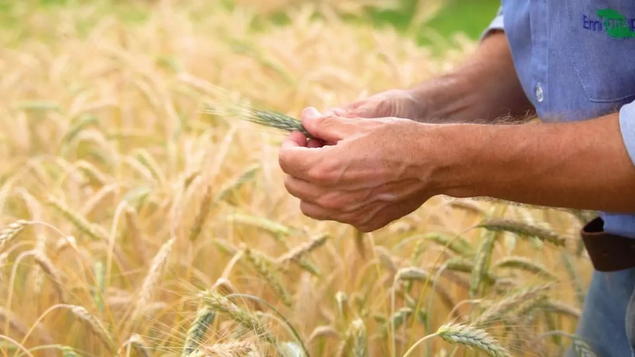 triticale