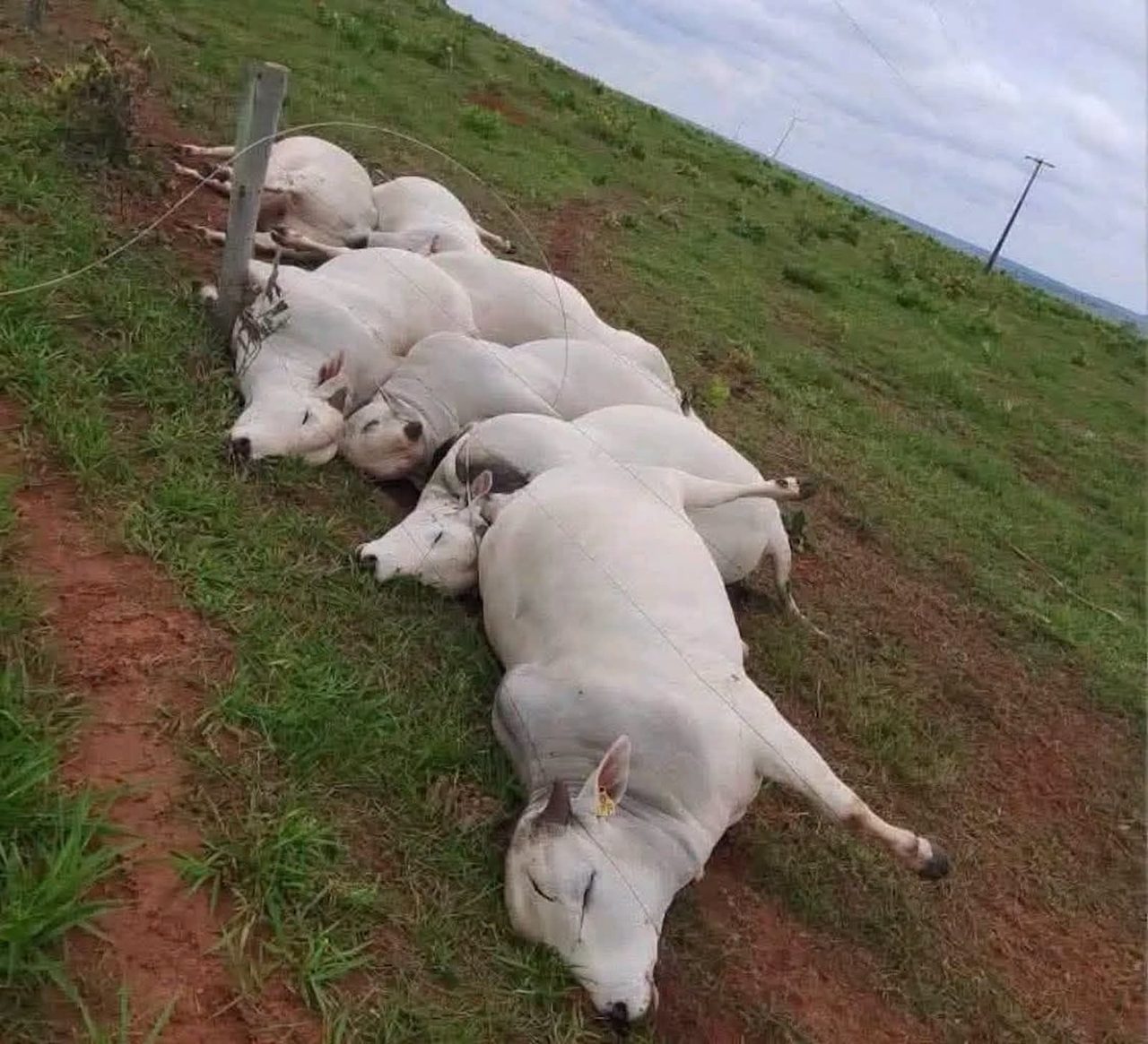 Sete touros PO são fulminados por alta tensão; prejuízo estimado em R$ 160 mil