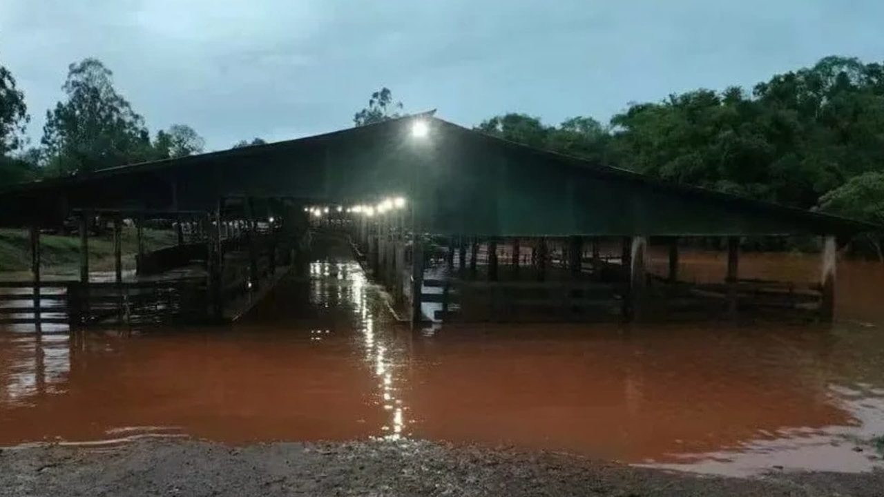 Vídeo impressionante mostra enchente invadindo confinamento de gado no Paraná